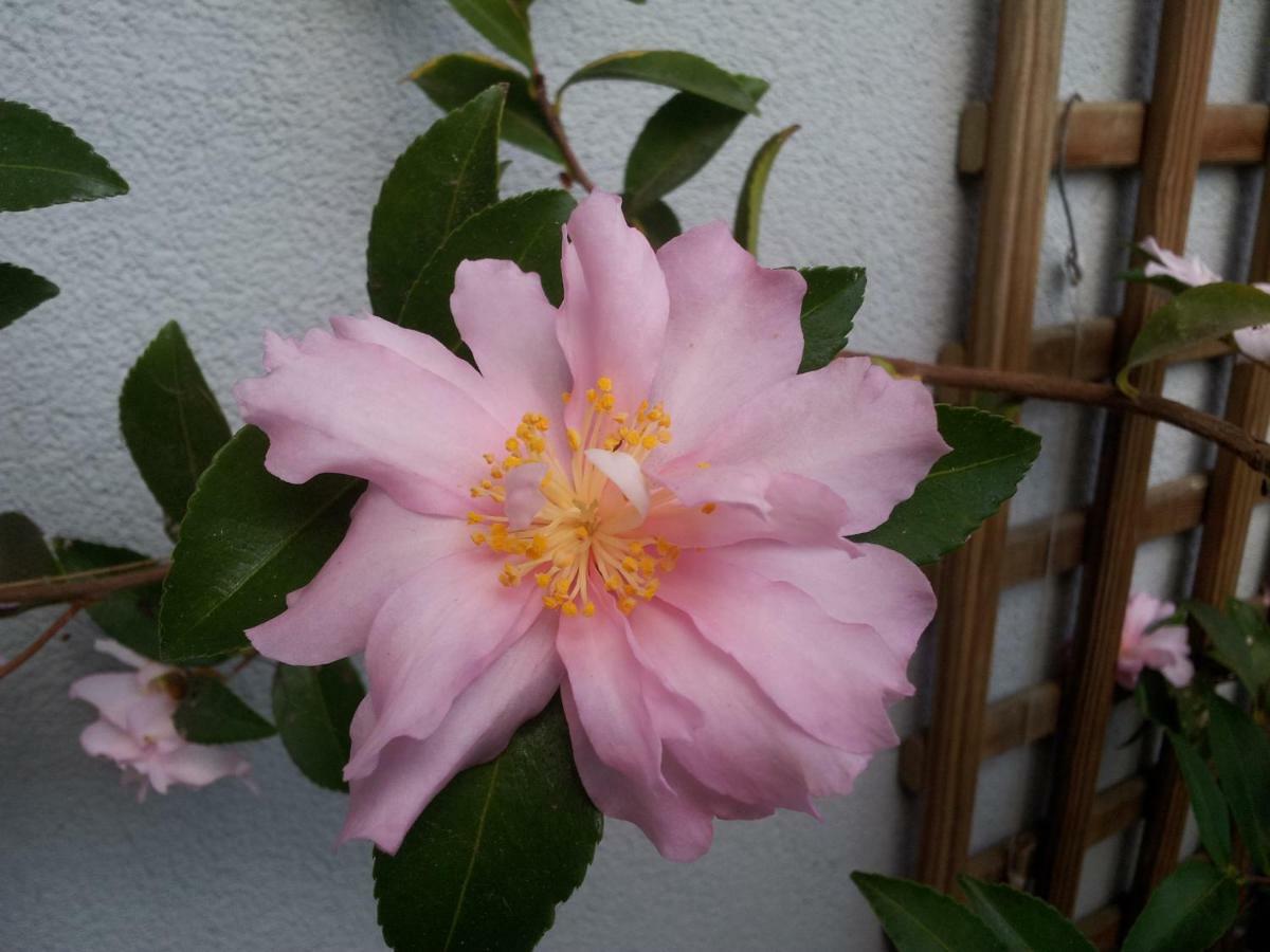 ホテル La Vie Au Roze Quéven エクステリア 写真